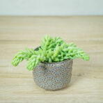 rozchodnik-morgana-sedum-morganianum