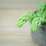 rozchodnik-morgana-sedum-morganianum