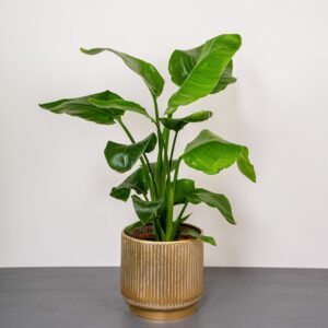 strelicja-biala-strelitzia-nikolai