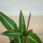 stromanthe-sanguinea-baby