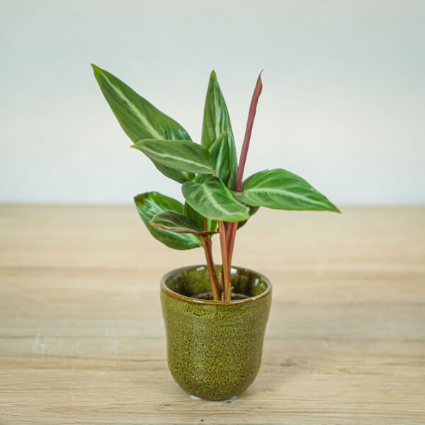 stromanthe-sanguinea-baby stromanthe-sanguinea-baby