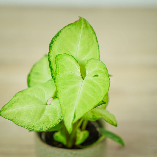 syngonium-white-butterfly-baby (2) syngonium-white-butterfly-baby