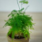 szparag-pierzasty-baby-asparagus-plumosus