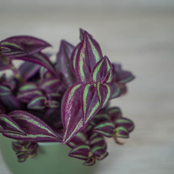 trzykrotka-fioletowa-tradescantia-purple-passion (2) trzykrotka-fioletowa-tradescantia-purple-passion