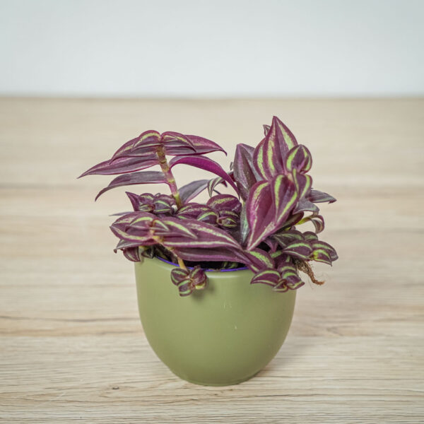 trzykrotka-fioletowa-tradescantia-purple-passion