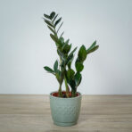 zamioculcas-supernova-zamiokulkas