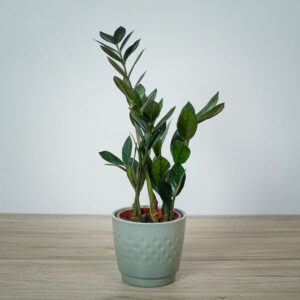 zamioculcas-supernova-zamiokulkas