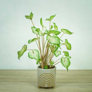 caladium-white-wonder