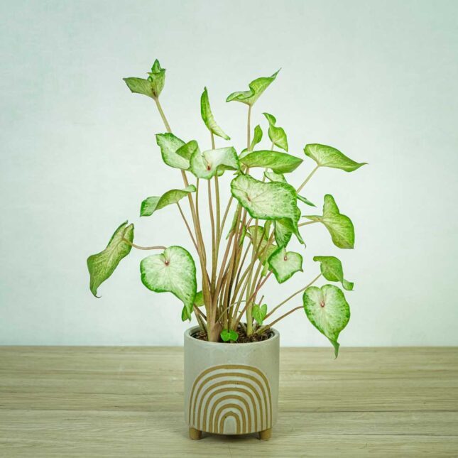 Caladium-white-wonder caladium-white-wonder
