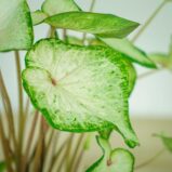 caladium-white-wonder