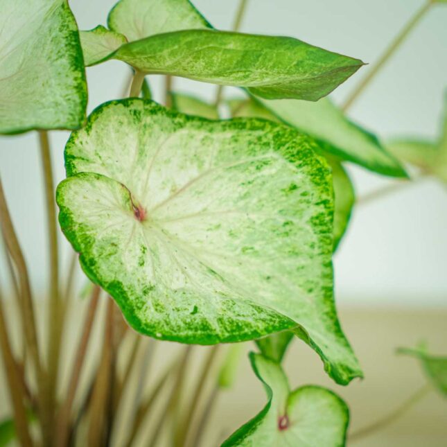 Caladium-white-wonder1 caladium-white-wonder