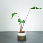 caladium-sparkler