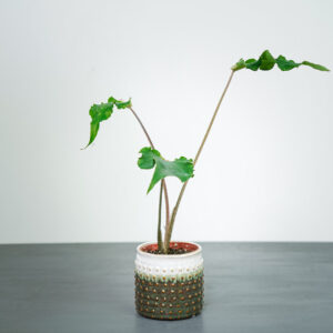 caladium-sparkler
