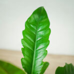 philodendron-narrow
