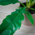 philodendron-narrow