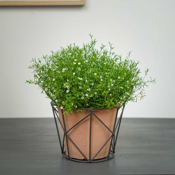 gipsowka-polna-gypsophila-muralis gipsowka-polna-gypsophila-muralis
