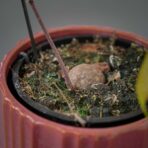 pochrzyn-cebulowy-dioscorea-bulbifera