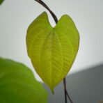 pochrzyn-cebulowy-dioscorea-bulbifera