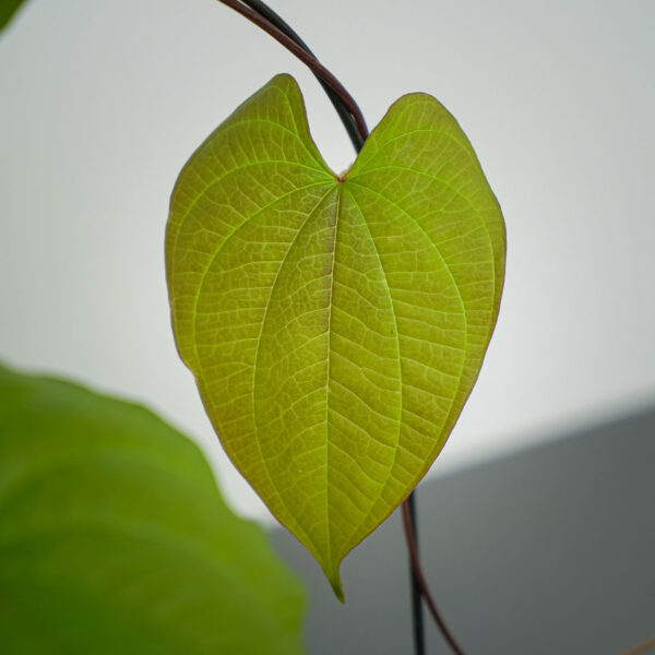 pochrzyn-cebulowy-dioscorea-bulbifera pochrzyn-cebulowy-dioscorea-bulbifera