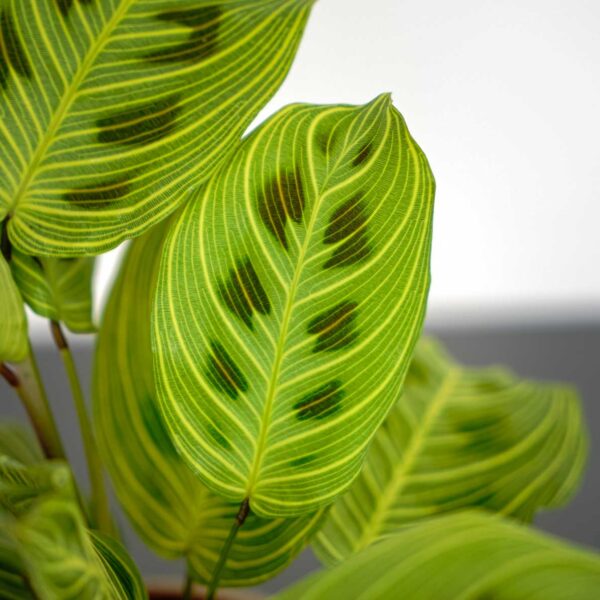 maranta-light-veins Maranta light veins