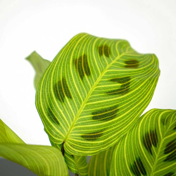 maranta-light-veins maranta-light-veins