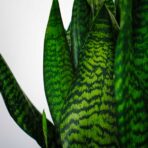 sansevieria-trifasciata-black-coral