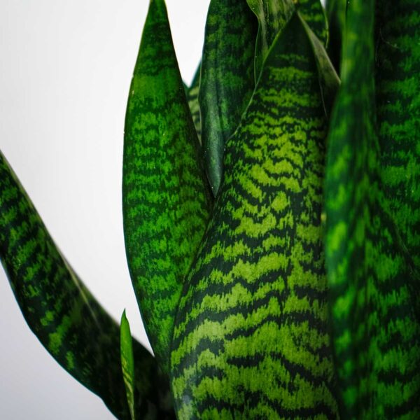 sansevieria-trifasciata-black-coral sansevieria-trifasciata-black-coral