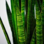 sansevieria-zeylanica-greenline