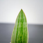 sansevieria-aubrytiana-metallica