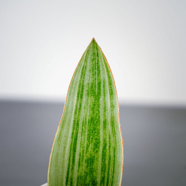 sansevieria-aubrytiana-metallica sansevieria-aubrytiana-metallica