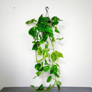 epipremnum-zlociste-aureum