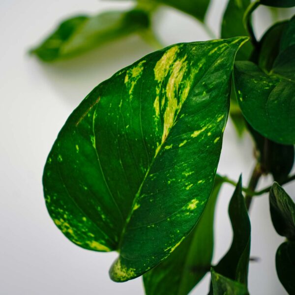 epipremnum-zlociste-aureum epipremnum-zlociste-aureum