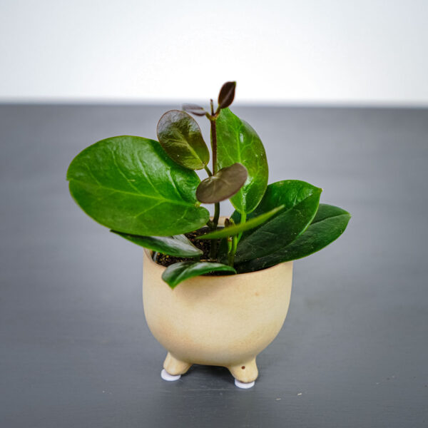 hoya-australis-baby