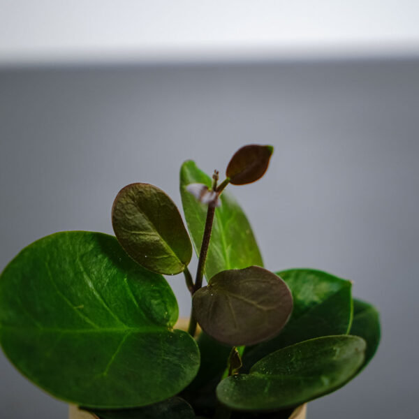 hoya-australis-baby hoya-australis-baby