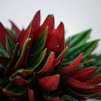peperomia-rosso