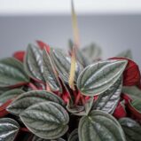 peperomia-santorini