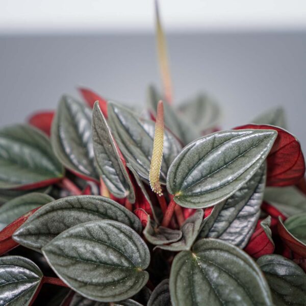 peperomia-santorini peperomia-santorini