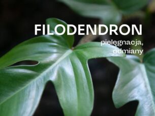 Filodendron o powcinanych, zielonych liściach