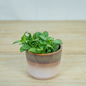 fittonia-mosaic-marble-green