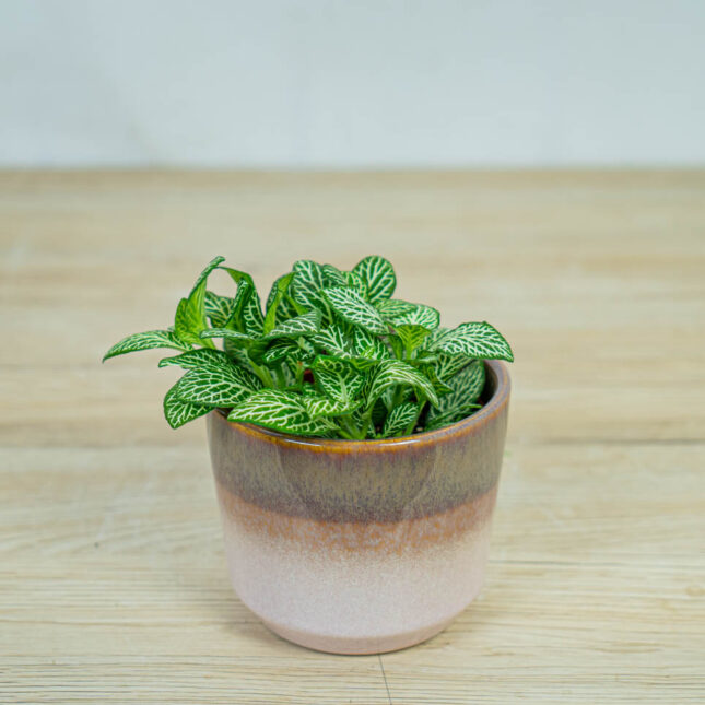 fittonia-mosaic-marble-green fittonia-mosaic-marble-green