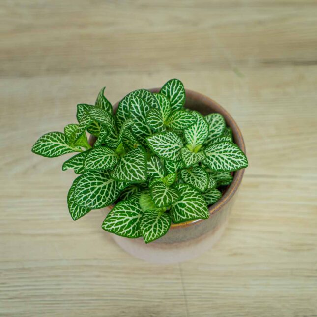 fittonia-mosaic-marble-green fittonia-mosaic-marble-green