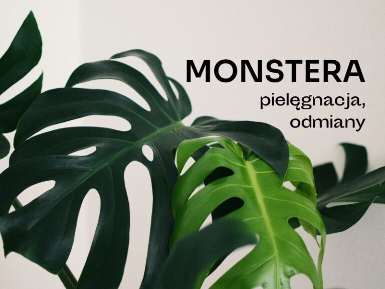 Duże, dziurawe liście monstery.