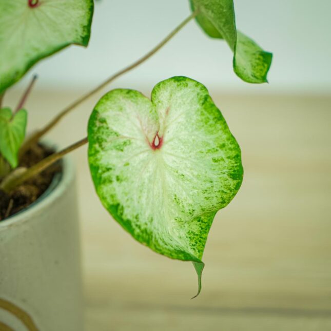 caladium-white-wonder3 caladium-white-wonder