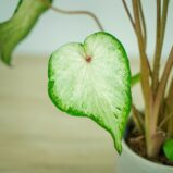 caladium-white-wonder