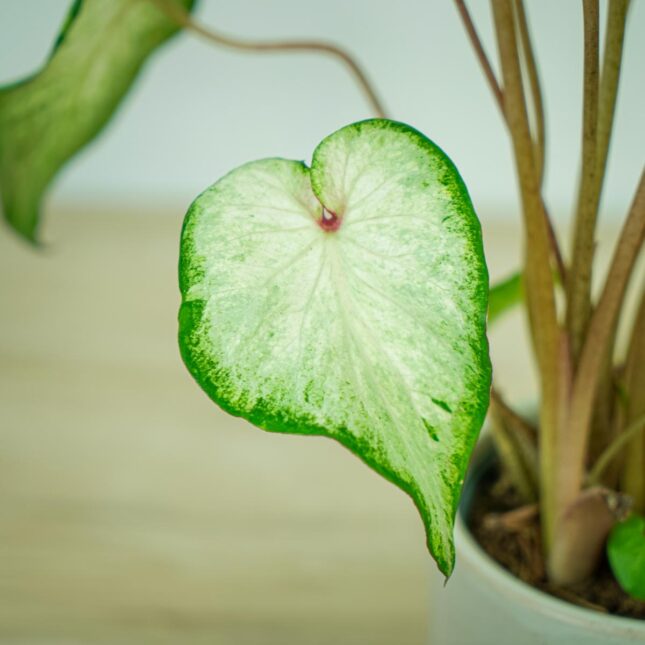 caladium-white-wonder4 caladium-white-wonder