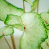 caladium-white-wonder