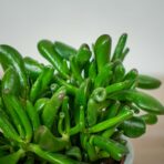 crassula-hobbit-grubosz