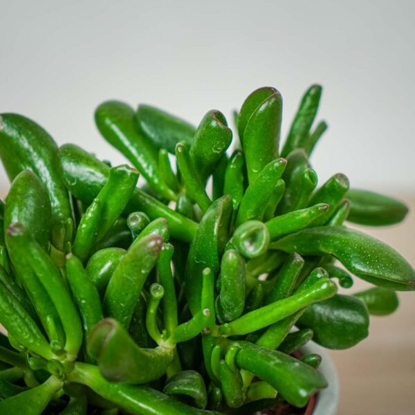 crassula-hobbit-grubosz (2) crassula-hobbit-grubosz
