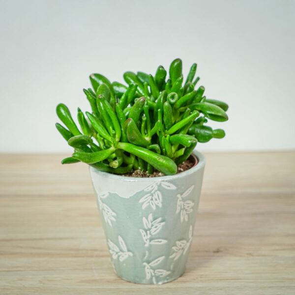 crassula-hobbit-grubosz