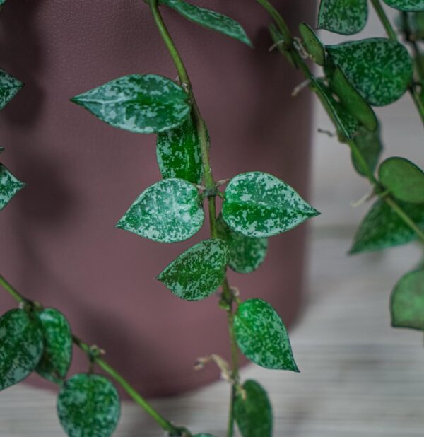 hoya-krohniana-splash (2) hoya-krohniana-splash